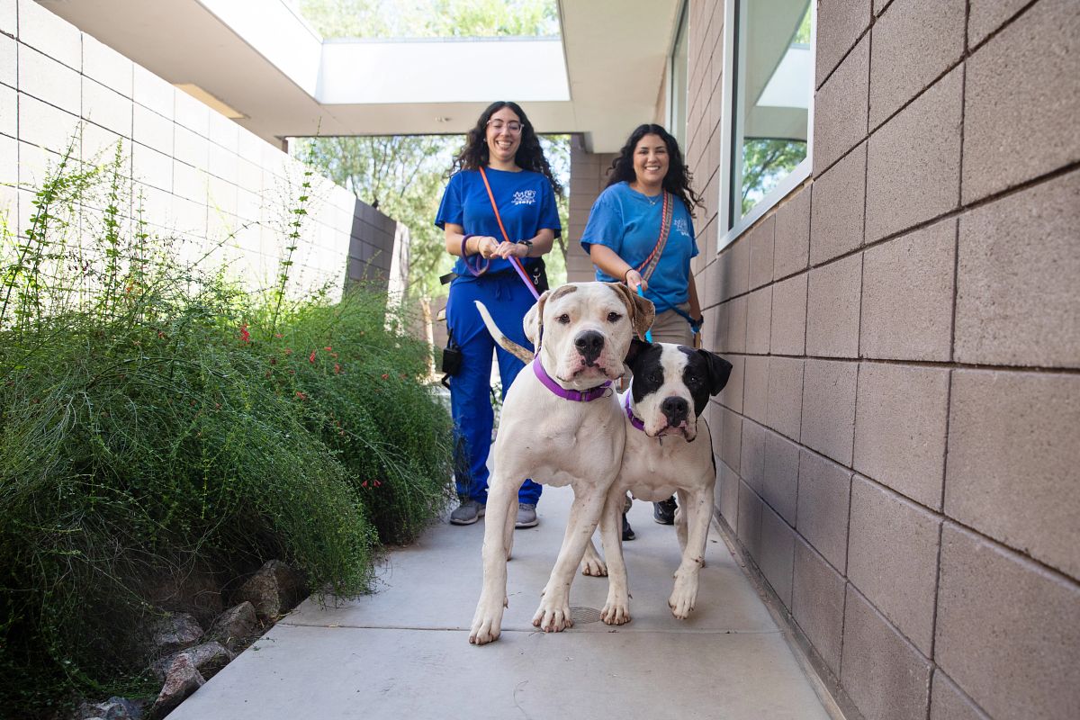 two women walking two dogs next to a shelter