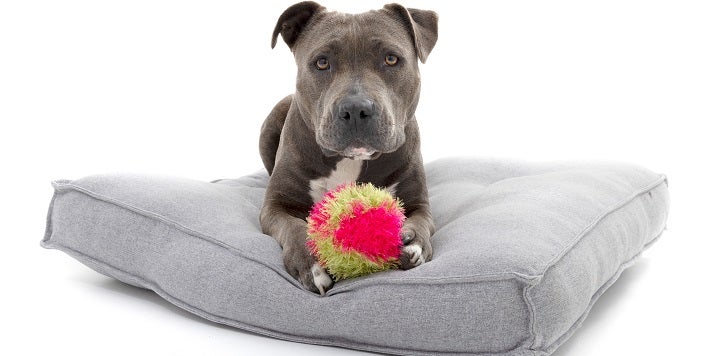 Gray dog lying on gray dog bed with toy