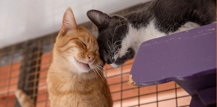 Orange cat nuzzling black and white cat on purple cat perch