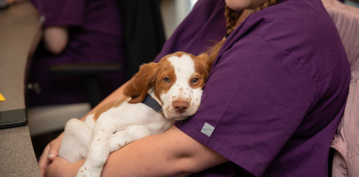 Brown and white puppy being held by person in purple scrubs