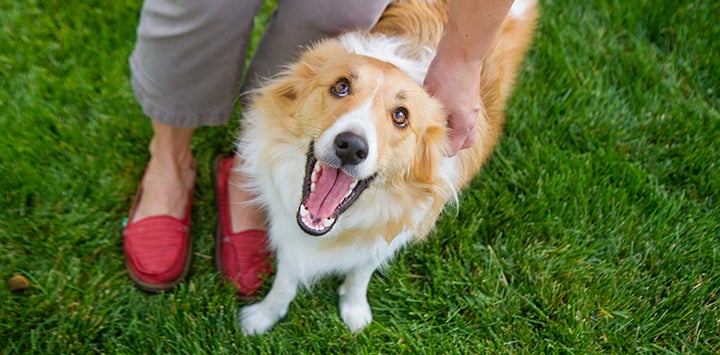 Brown and white dog looking up with mouth open at person