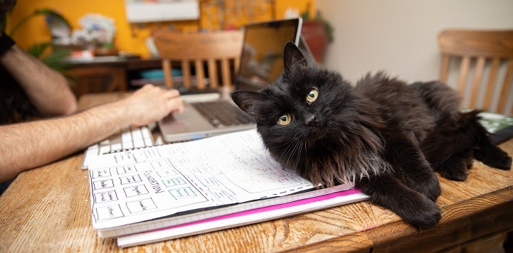 Black cat lying with head on notebook