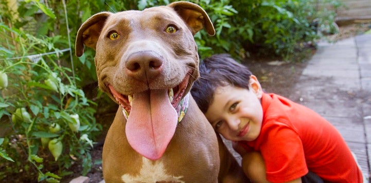 Little boy in red polo shirt hugging brown pit bull type dog with tongue sticking out
