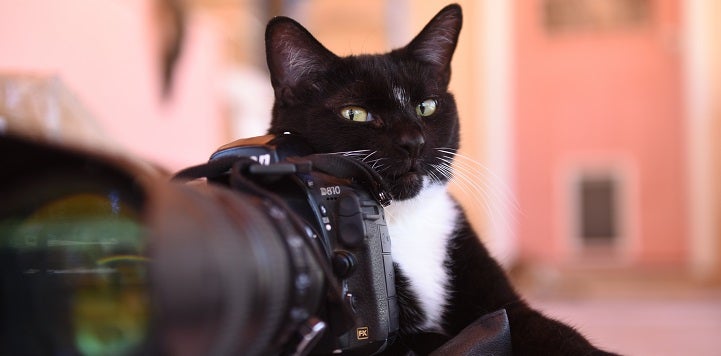 Black and white cat lying behind black camera