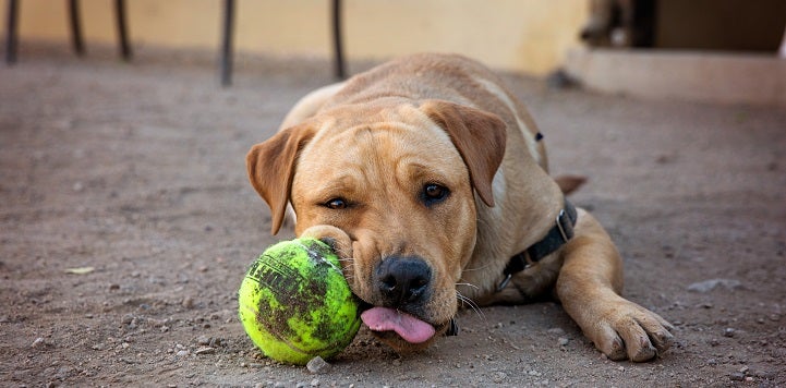 Yellow lab lying on the ground with a tennis ball