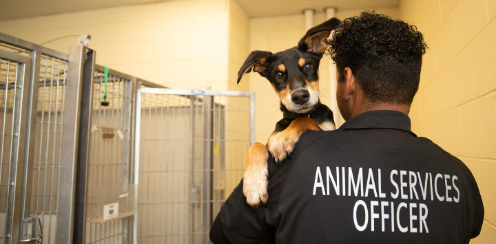 An animal services officer holding a dog in an animal shelter