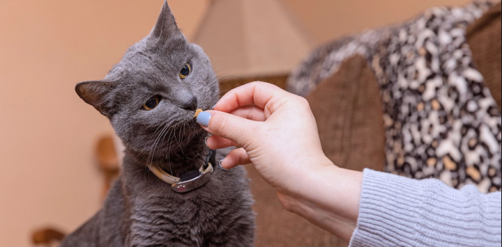 Russian blue cat being given a treat