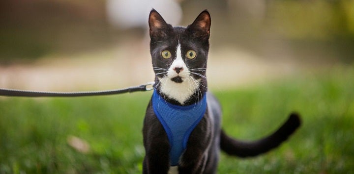 Black and white cat in blue vest on leash