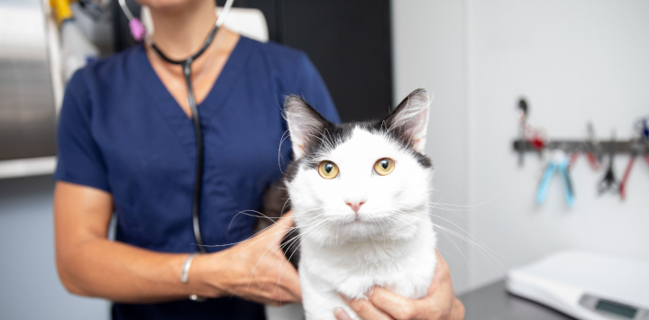 vet holding a white cat