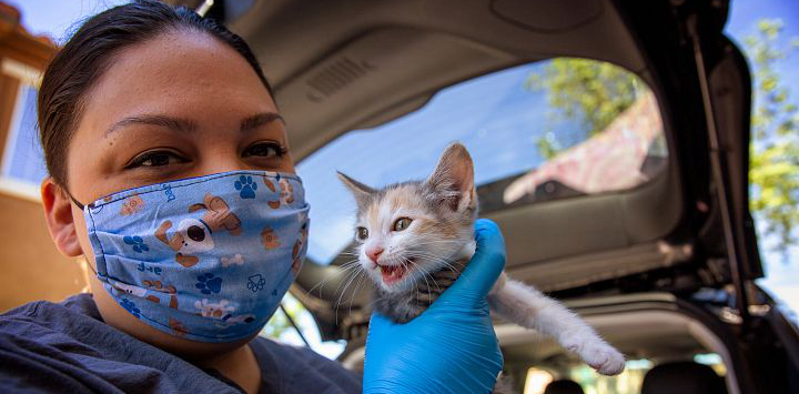 Veterinary technician holds a kitten at a vaccine clinic