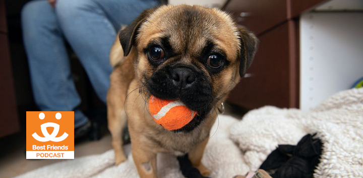 small dog with a tennis ball in his mouth