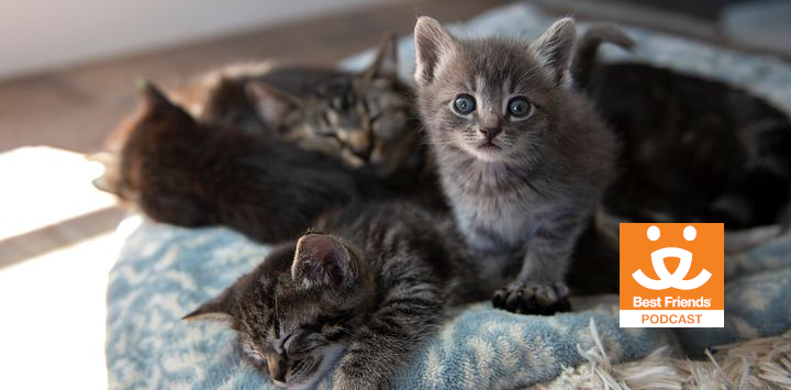 litter of cute kittens