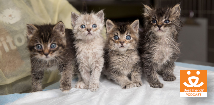 group of four fluffy kittens looking at the camera