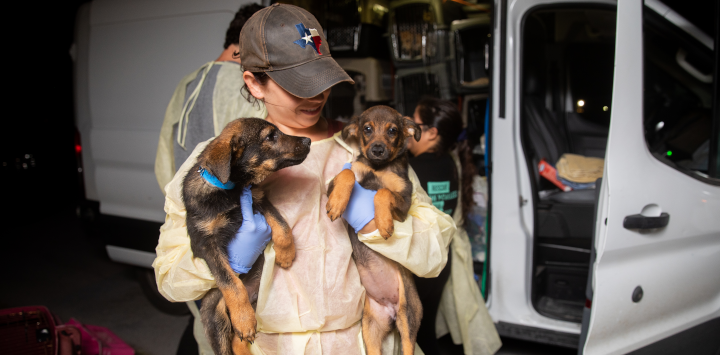 Woman rescuing dogs in texas