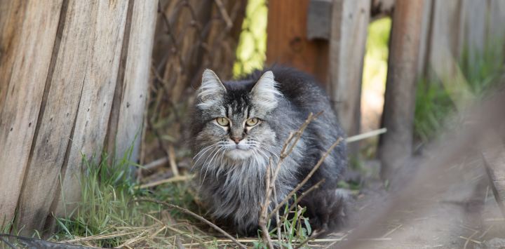 feral cat by a fence