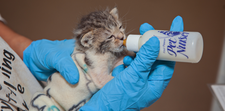 Neonatal kitten being bottle fed