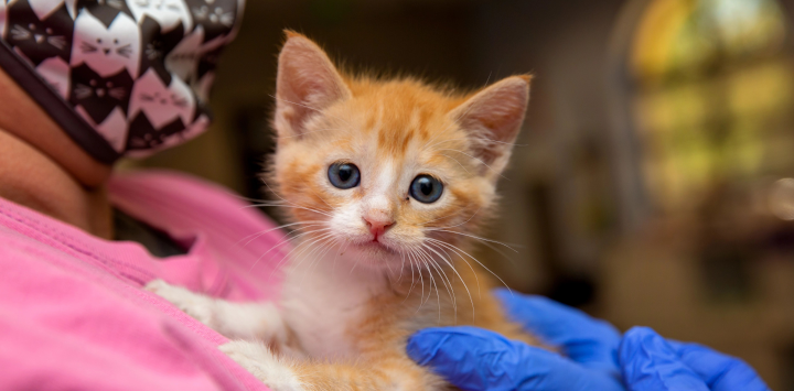 orange and white kitten at the vet