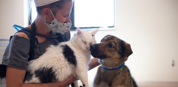 a cat and a dog with an animal caregiver
