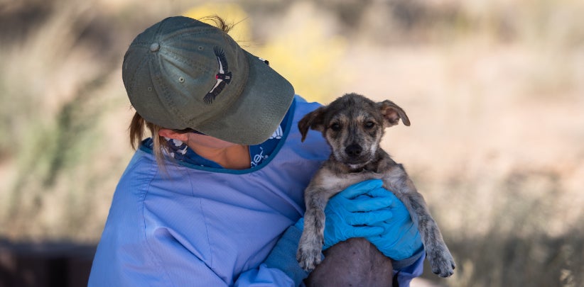 Animal shelter worker caring for puppy in gloves and gown