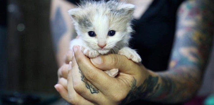 Kitten held in person's hands