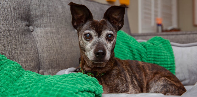 Small brown dog with big ears on couch