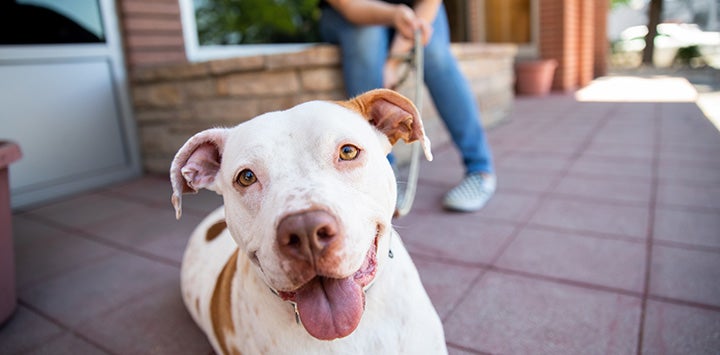 Person sitting while holding the leash of a smiling white and brown pit bull type dog