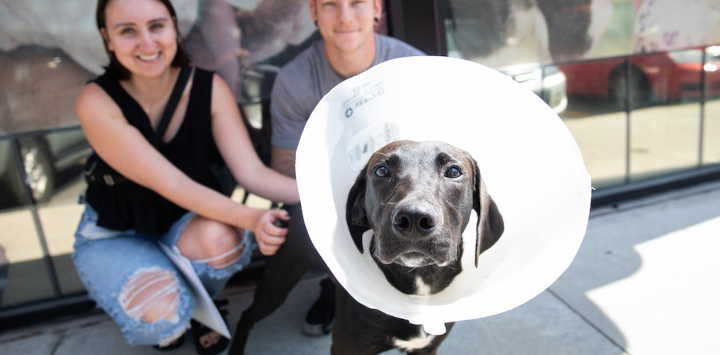 black dog with a cone of shame