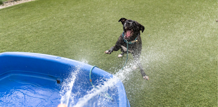 A black dog enjoying water from the hose