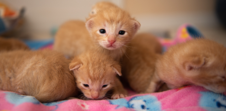 A litter of neonatal orange kittens
