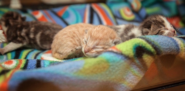 Three neonate kittens lying in multicolored blanket