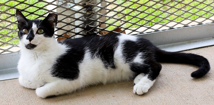 Black and white cat lying in cat enclosure