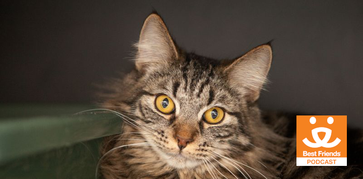 Long haired tabby cat looking at camera