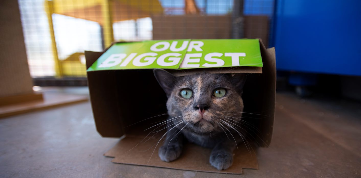 A cat sitting in a small box that has the words 'OUR BIGGEST" printed on the top