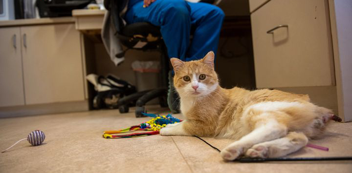 orange and white cat on the floor with toys