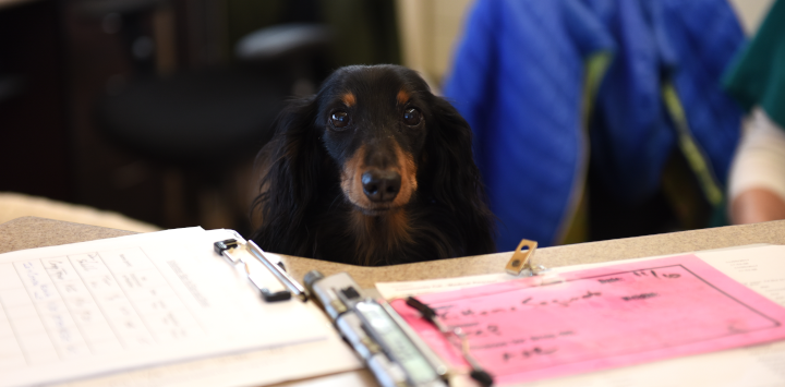 long haired dachshund sitting at a desk