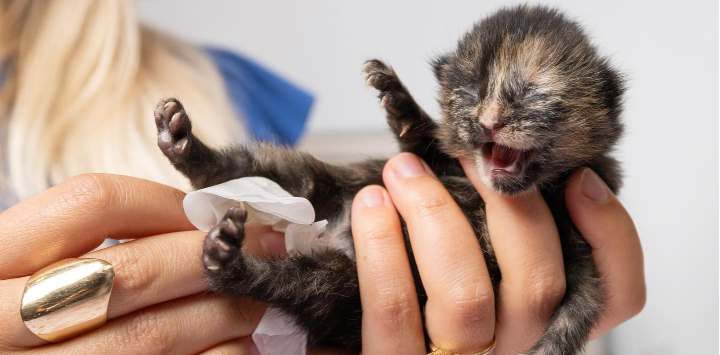 a very tiny neonatal kitten