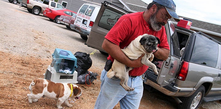 Animal welfare during transport: free moving animals