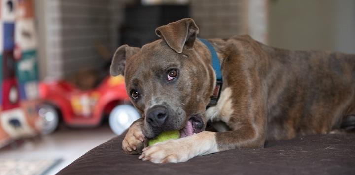 Legislation is poised to end BSL in Florida Network Partners